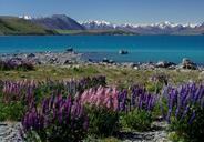 new-zealand-lake-tekapu-lupinien-49883.jpg