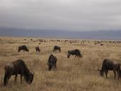 buffalo-gnu-safari-tanzania-716337.jpg