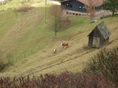 meadow-valley-pasture-hiking-977796.jpg