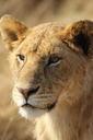 lion-wild-fauna-africa-605756.jpg