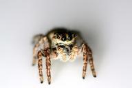 spider-hopping-spiders-arthropod-968224.jpg