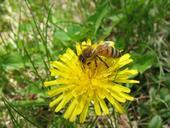 bee-honey-dandelion-spring-flower-509874.jpg