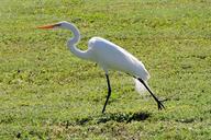 egret-bird-wildlife-florida-1269966.jpg