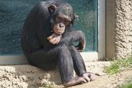 chimpanzee-primate-ape-thoughtful-1273601.jpg