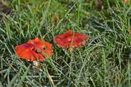 mushrooms-fungi-red-green-grass-1040322.jpg