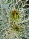 prickly-artichoke-cynara-scolymus-1410494.jpg