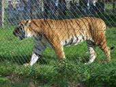 Siberian tiger at Blair Drummond.jpg