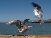 seagulls-birds-animals-nature-wild-414107.jpg