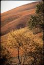 POPPIES_(CALIFORNIA_STATE_FLOWER)._ALONG_INTERSTATE_5_-_NARA_-_542644.jpg