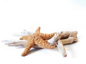 starfish-driftwood-decorative-731092.jpg