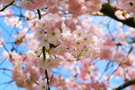 cherry-blossoms-spring-pink-blossom-1211594.jpg