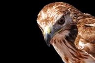 raptor-buzzard-look-bird-feathers-1338717.jpg