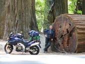 SuzukiVStrom-Redwoods.jpg