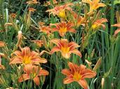 orange-tiger-lilies-plant-1034497.jpg