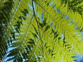 ferns-green-leaves-leafy-plants-274605.jpg