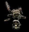 Jumping_spider,_U,_Back,_Upper_marlboro_2013-08-02-15.45.03_ZS_PMax.jpg