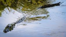 alligator-american-alligator-gator-439891.jpg