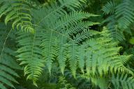 fern-leaves-green-nature-plant-1524982.jpg