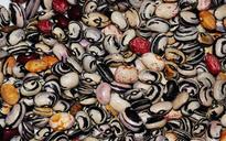 beans-vegetables-legumes-seed-503893.jpg