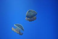 jellyfish-ocean-sea-396577.jpg