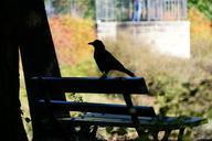 raven-bank-silhouette-black-bird-190508.jpg