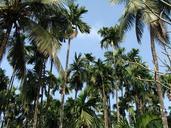 arecanut-orchard-plantation-malnad-208191.jpg