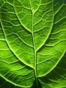 green-sheet-macro-veins-566013.jpg