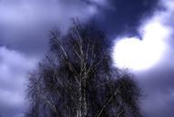 sky-clouds-blue-tree-job-514882.jpg