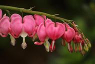 bleeding-hearts-105757.jpg