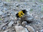 caterpillar-nature-spikes-larva-535496.jpg