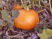 pumpkin-food-orange-vegetable-536979.jpg