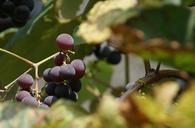 grapes-group-fruit-vines-bush-436591.jpg