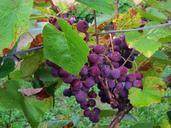 grapes-blue-vintage-autumn-252519.jpg