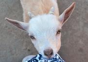 goat-baby-eating-shirt-cute-kid-574171.jpg