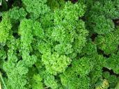 parsley-herb-spices-341936.jpg