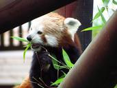 red-panda-red-panda-eating-sitting-708043.jpg