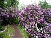 rhododendron-shrubs-flowering-93522.jpg