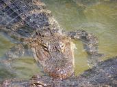 alligator-reptile-zoo-wildlife-576924.jpg