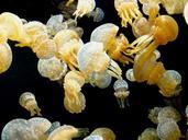 jellyfish-sea-life-underwater-macro-97265.jpg