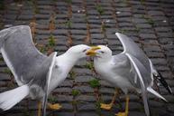 seagulls-lungotevere-rome-fight-772214.jpg