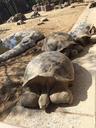 galapagos-turtle-shell-big-669385.jpg