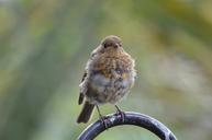 robin-red-robin-bird-183230.jpg