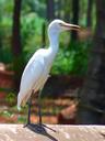 cattle-egret-eastern-bird-white-52201.jpg