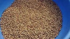 beans-harvest-legumes-seeds-bucket-511796.jpg