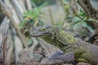 gecko-lizard-animal-animal-world-590367.jpg