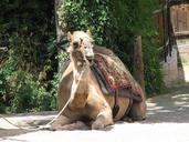 camel-animal-mammal-desert-travel-411624.jpg