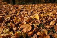 park-forest-autumn-tree-foliage-425884.jpg