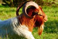 goat-billy-goat-animal-horns-509818.jpg