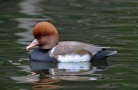 red-crested-pochard-duck-swimming-571783.jpg