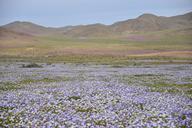 hills-flowering-desert-flowers-960122.jpg